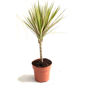 DRA MARG BICOLOR