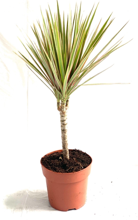 <h4>DRA MARG BICOLOR</h4>