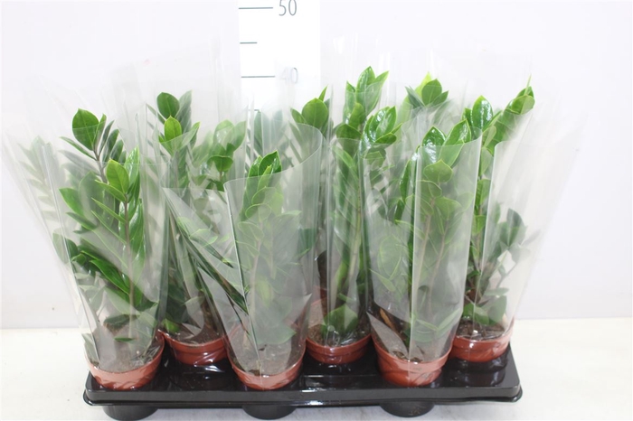 <h4>Zamioculcas 3+</h4>