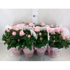 Rosa  'Amorosa Infinity Soft Pink'