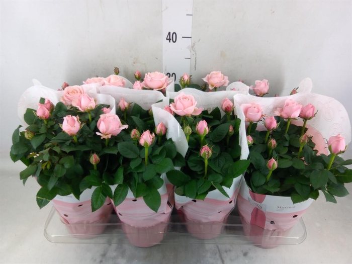 <h4>Rosa  'Amorosa Infinity Soft Pink'</h4>