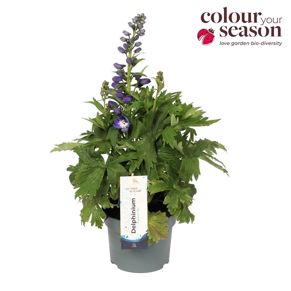 <h4>Delphinium</h4>