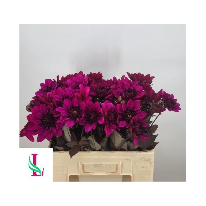 <h4>Dahl Dec Purple Flam</h4>