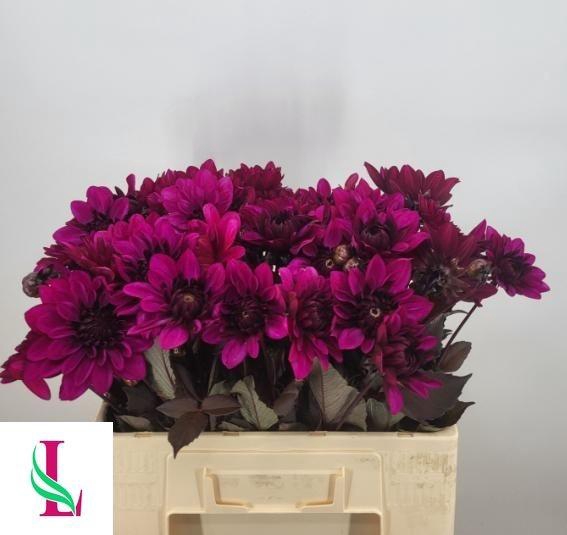 <h4>DAHL DEC PURPLE FLAM</h4>