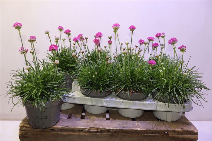 <h4>Arme Mar Rosea</h4>