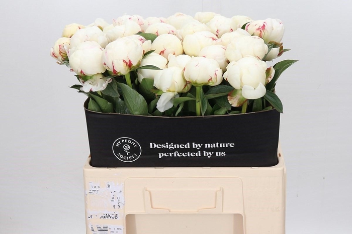 <h4>Paeonia Mary E. Nicholls</h4>