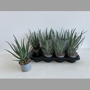 ALOE ARBORESCENS