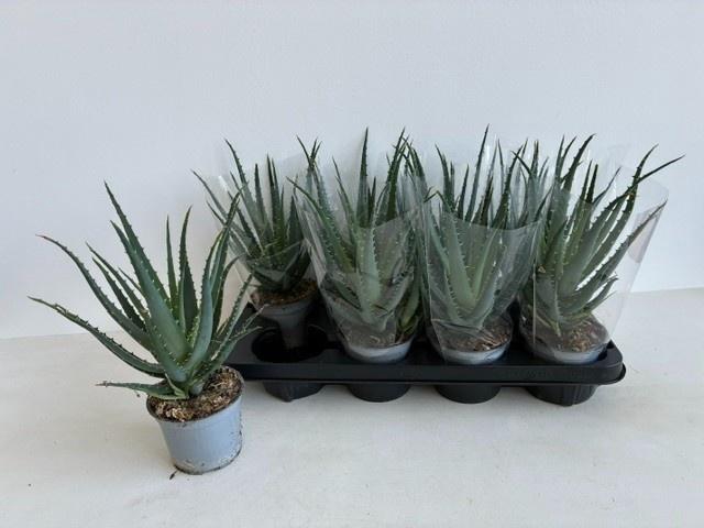 <h4>ALOE ARBORESCENS</h4>