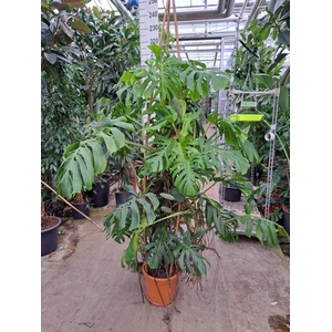 Monstera deliciosa