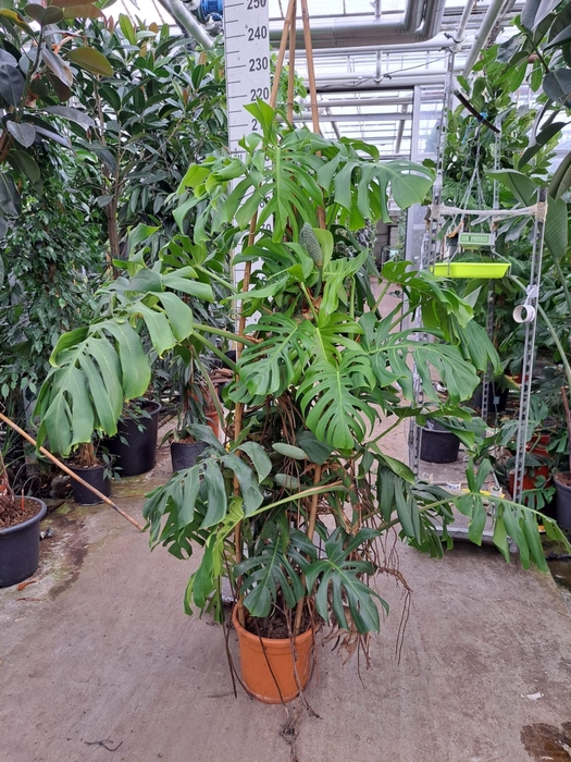 <h4>Monstera deliciosa</h4>