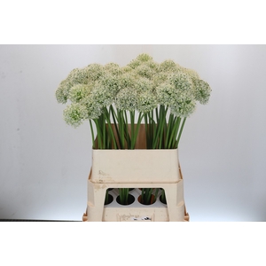 Allium Mount Everest
