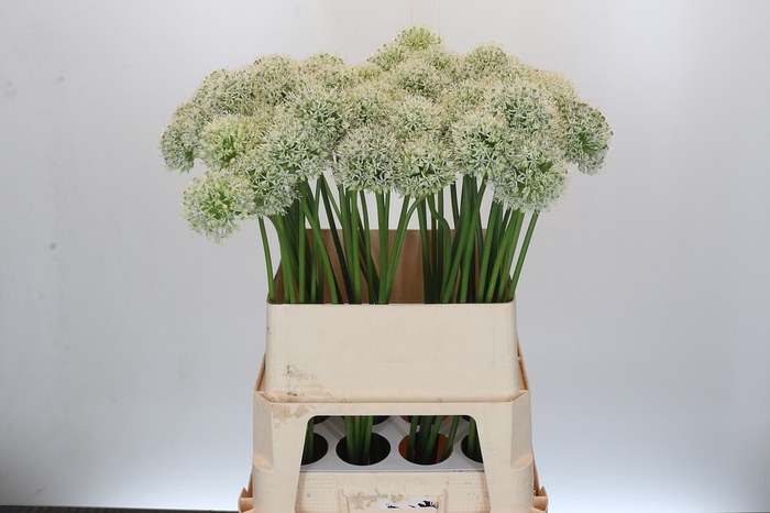 <h4>Allium Mount Everest</h4>
