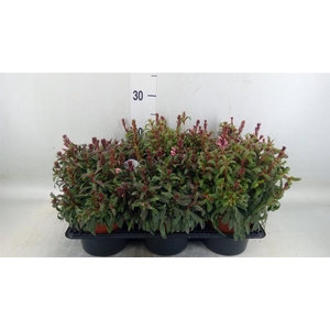 Gaura lindheimeri 'Belleza Dk Pink'