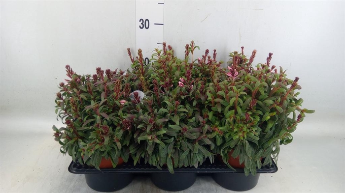 <h4>Gaura lindheimeri 'Belleza Dk Pink'</h4>