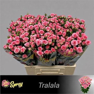 R Tr Tralala
