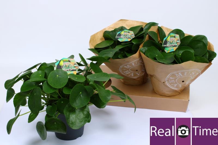 <h4>PILEA PEPEROMIOIDES</h4>