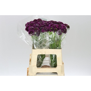 Scabiosa Atr Purple Scoop