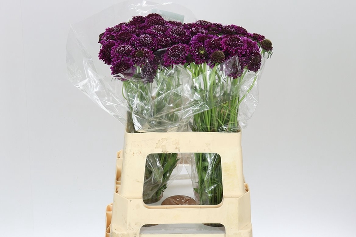 <h4>Scabiosa Atr Purple Scoop</h4>