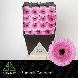 Gerbera Pre-Semmy Diamond