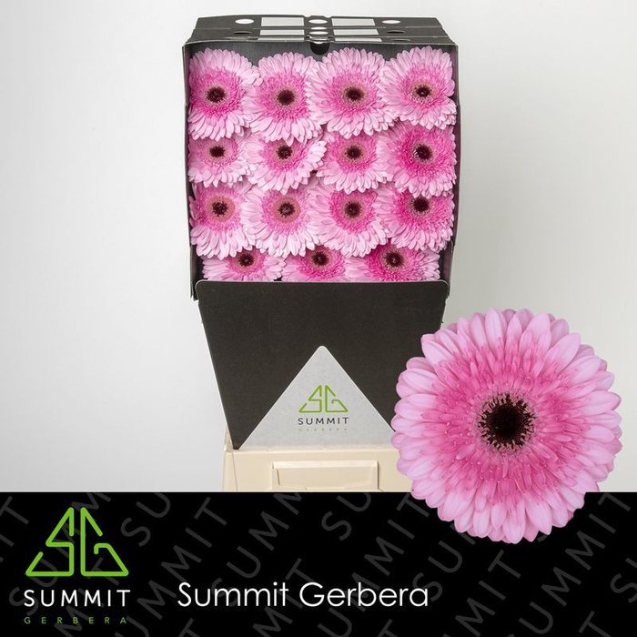 <h4>Gerbera Pre-Semmy Diamond</h4>