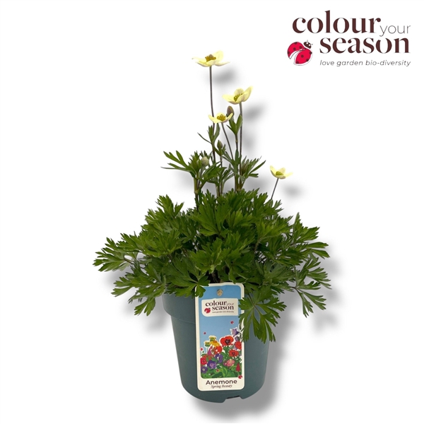 <h4>Anemone 'Spring Beauty' White 15</h4>