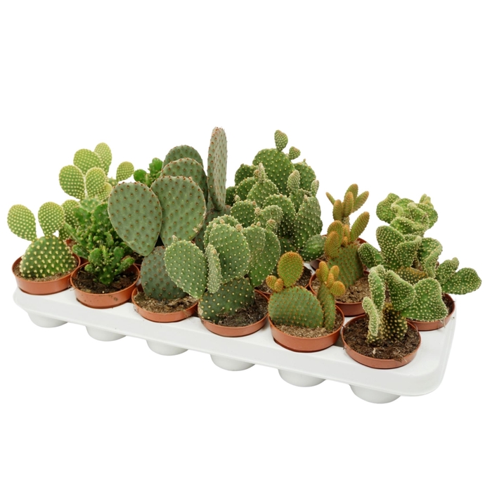 <h4>Opuntia</h4>