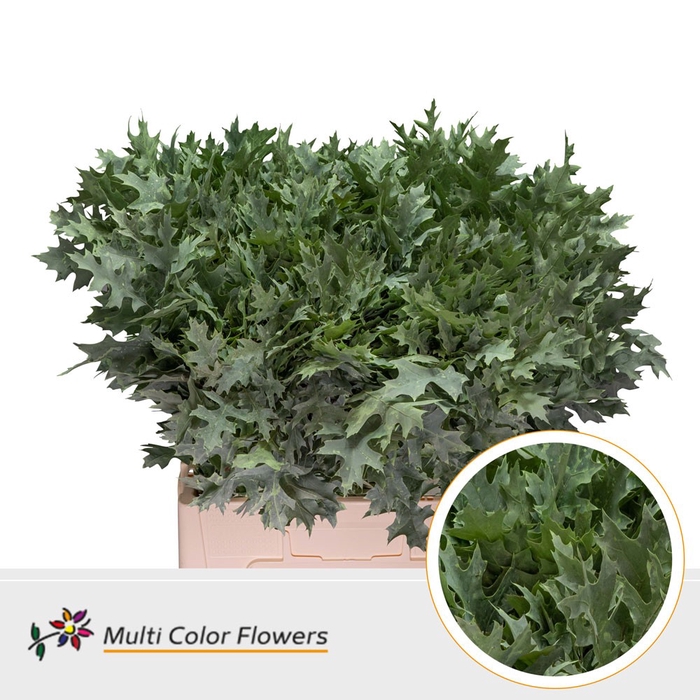 <h4>Eik Fijn (60 cm) Frost Mint</h4>