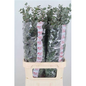 Euca Cinerea Super P Stem 100 Cm