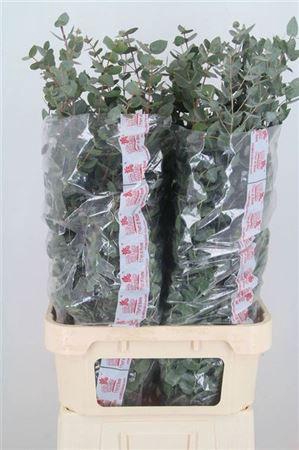 <h4>Euca Cinerea Super P Stem 100 Cm</h4>