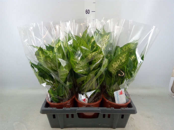 <h4>Dieffenbachia  'Compacta'</h4>