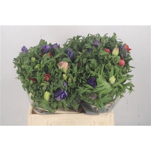 ANEMONE GALIL MIXED ANGEBOT
