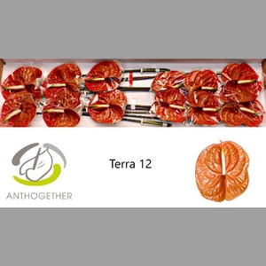 ANTH A TERRA