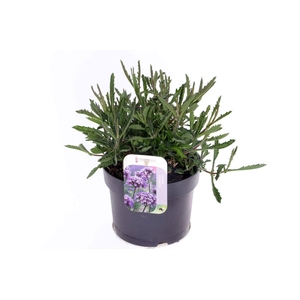 Verbena Lollipop