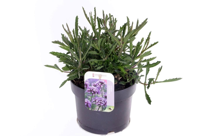 <h4>Verbena Lollipop</h4>