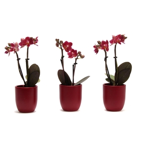 Hugo Wine Red Tiny Dolls Rood 2T10+ Aqu@