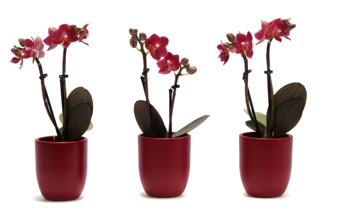 <h4>Hugo Wine Red Tiny Dolls Rood 2T10+ Aqu@</h4>