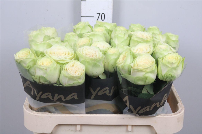 <h4>R Gr Hampshire!</h4>