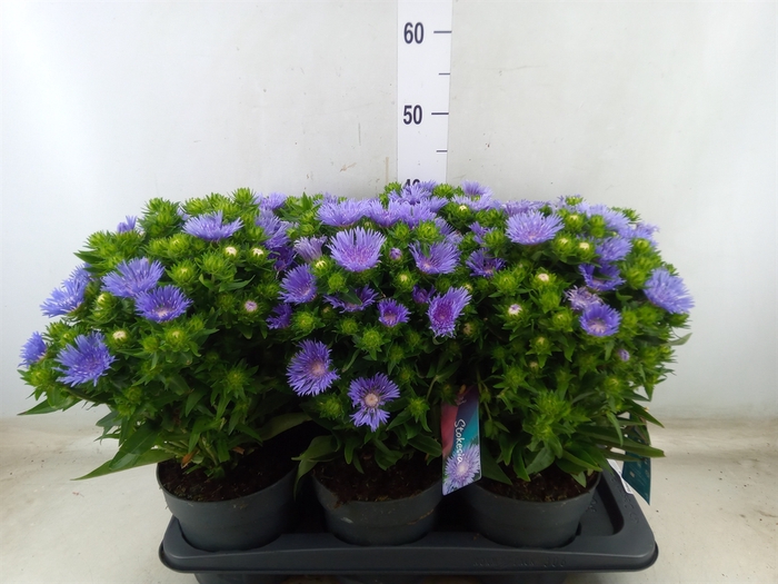 <h4>Stokesia laevis</h4>