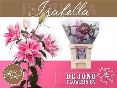 <h4>Li Or Du Roselily Isabella</h4>