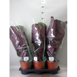 Calathea  'Medallion'