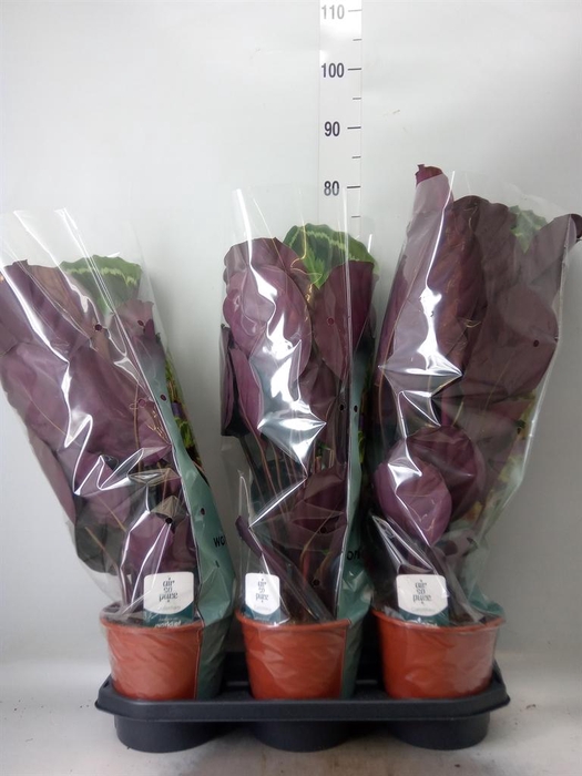 <h4>Calathea  'Medallion'</h4>