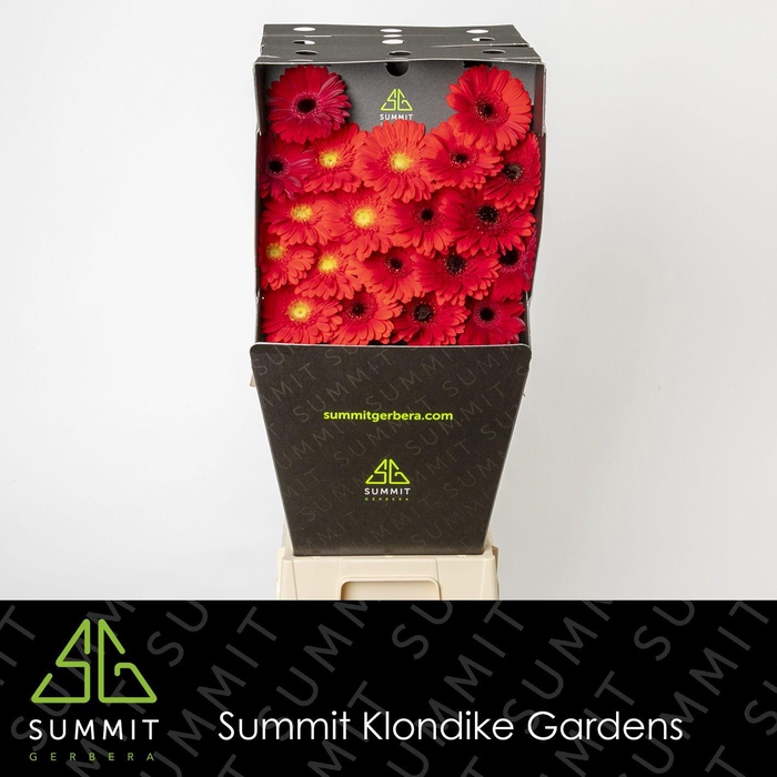 <h4>Germini Mix Dream Red Diamond</h4>