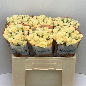 Rosa TR 'Salinero' BRAAM