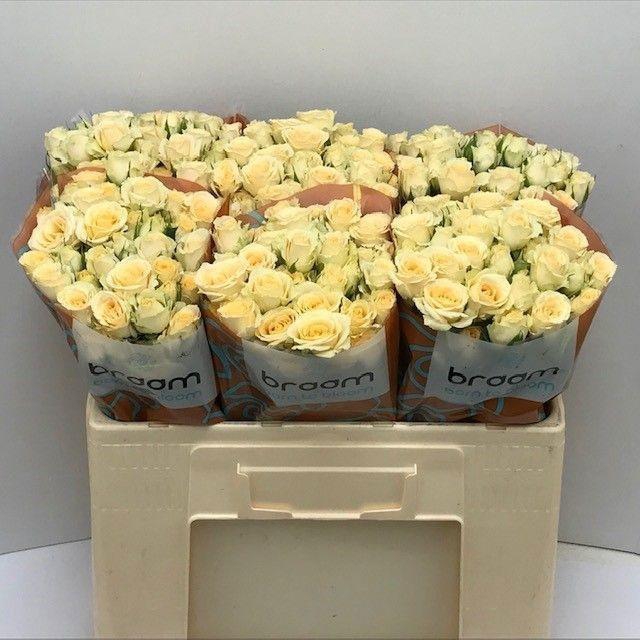 <h4>Rosa TR 'Salinero' BRAAM</h4>