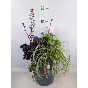 Vaste pltn   ...mix 3  [Perennials]