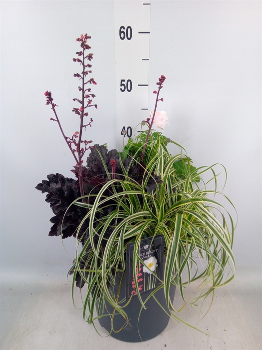 <h4>Vaste pltn   ...mix 3  [Perennials]</h4>