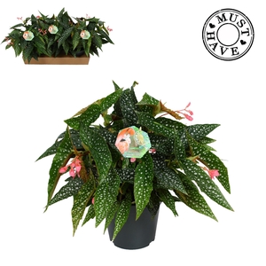 Maculata ''Double Dot'' MUST HAVE