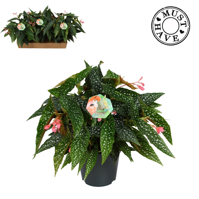 <h4>Maculata ''Double Dot'' MUST HAVE</h4>