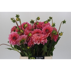 Dahlia Pink Runner