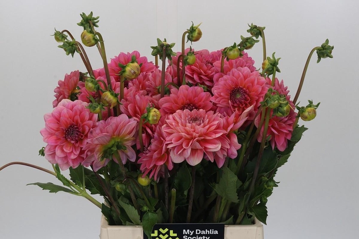 <h4>Dahlia Pink Runner</h4>